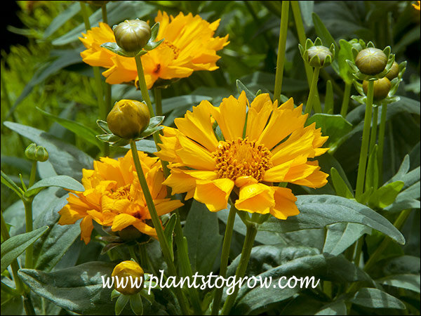The petals (ray flowers) are fluted.